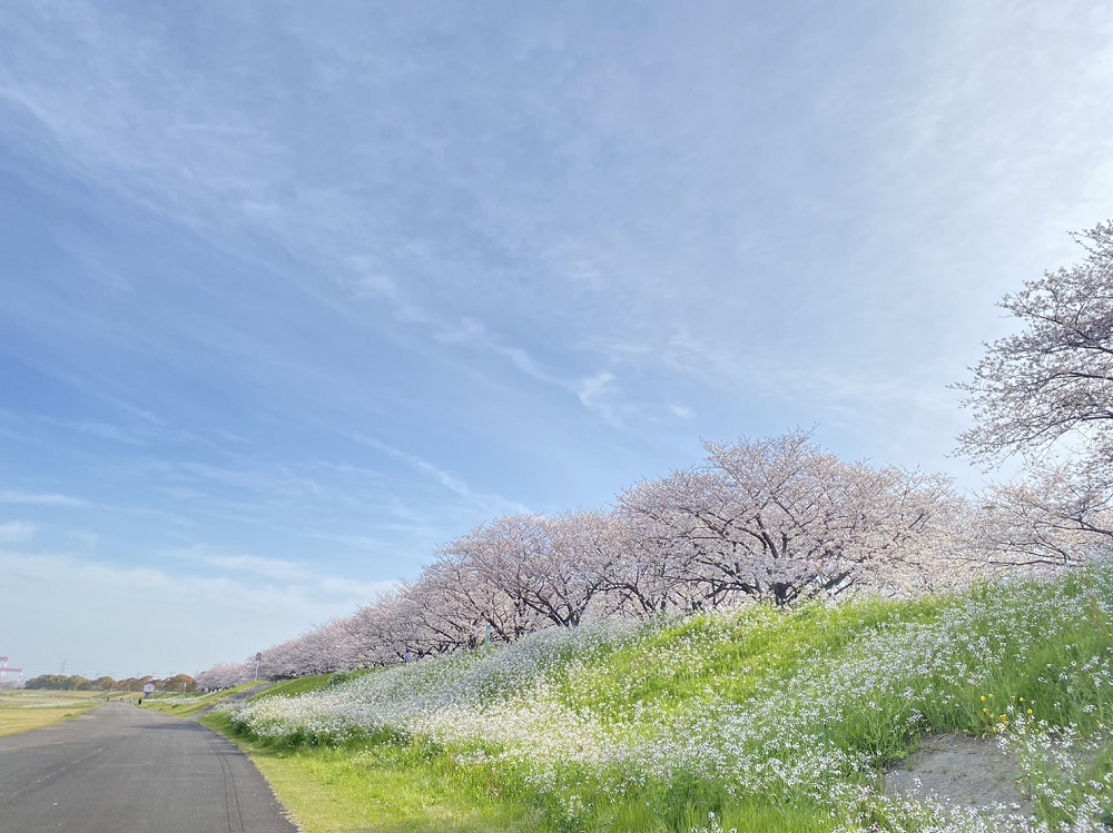 桜並木の写真